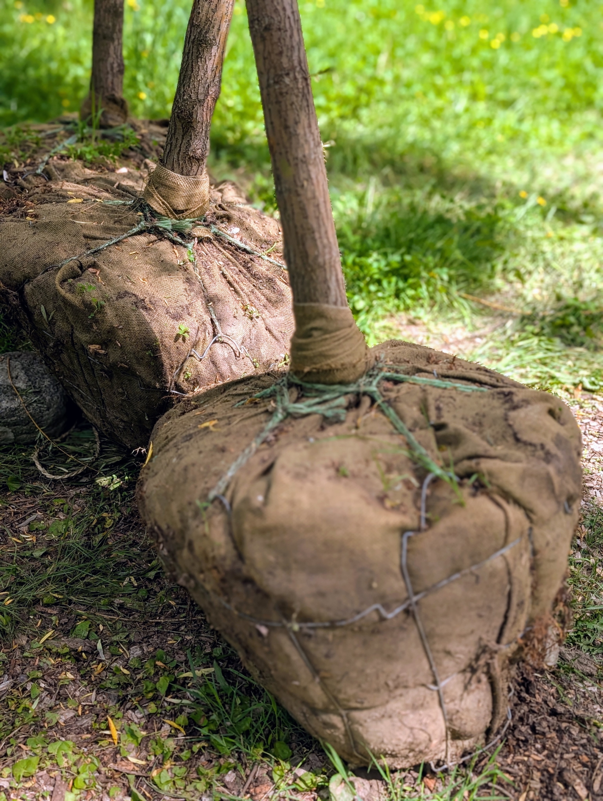 Balled and burlapped tree root balls with wire baskets ready for planting in South Jersey