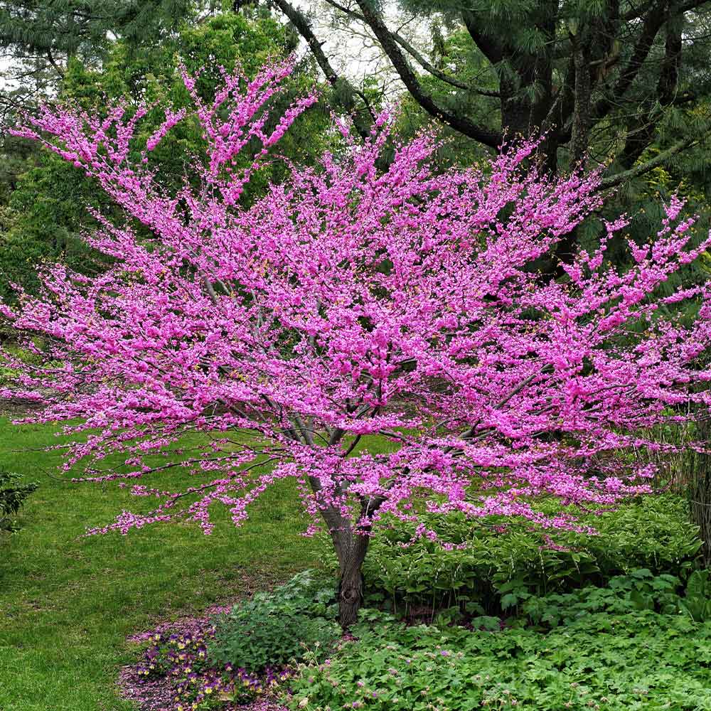 Eastern redbud tree covered in bright pink-purple flowers in early spring in South Jersey