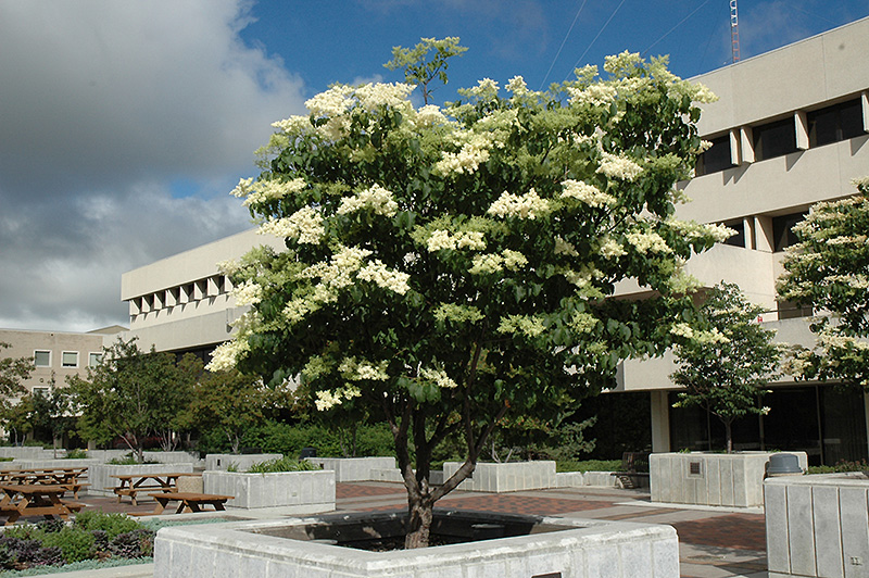 Japanese tree lilac in bloom with large creamy white flower clusters in late spring South Jersey
