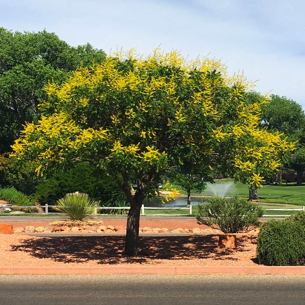 Goldenrain tree in midsummer bloom with yellow flower clusters in a New Jersey landscape