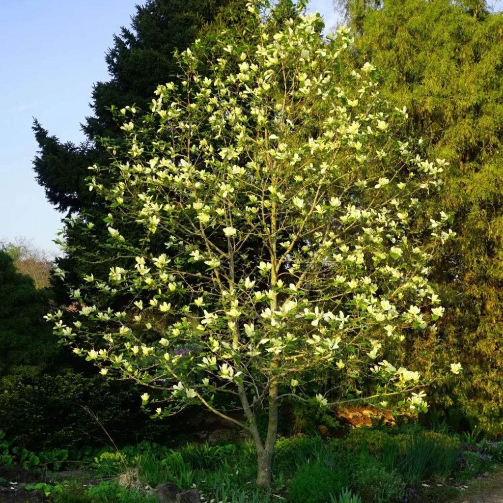 Sweetbay magnolia tree with white summer flowers in a partially shaded South Jersey landscape