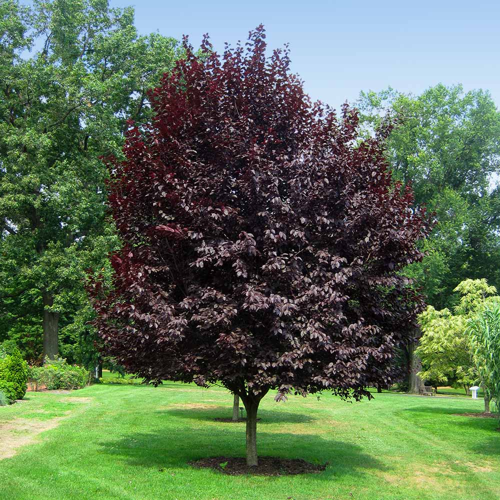 Thundercloud plum tree with deep purple foliage in summer landscape in Burlington County NJ