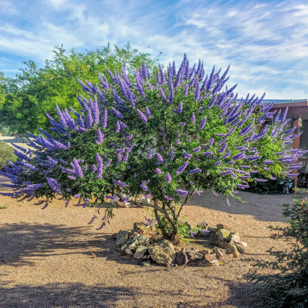 Vitex chaste tree with blue purple flower spikes blooming in July in a South Jersey yard