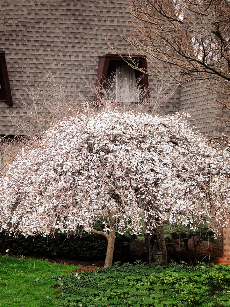 Weeping cherry tree in full spring bloom with cascading pink flowers in a Burlington County yard