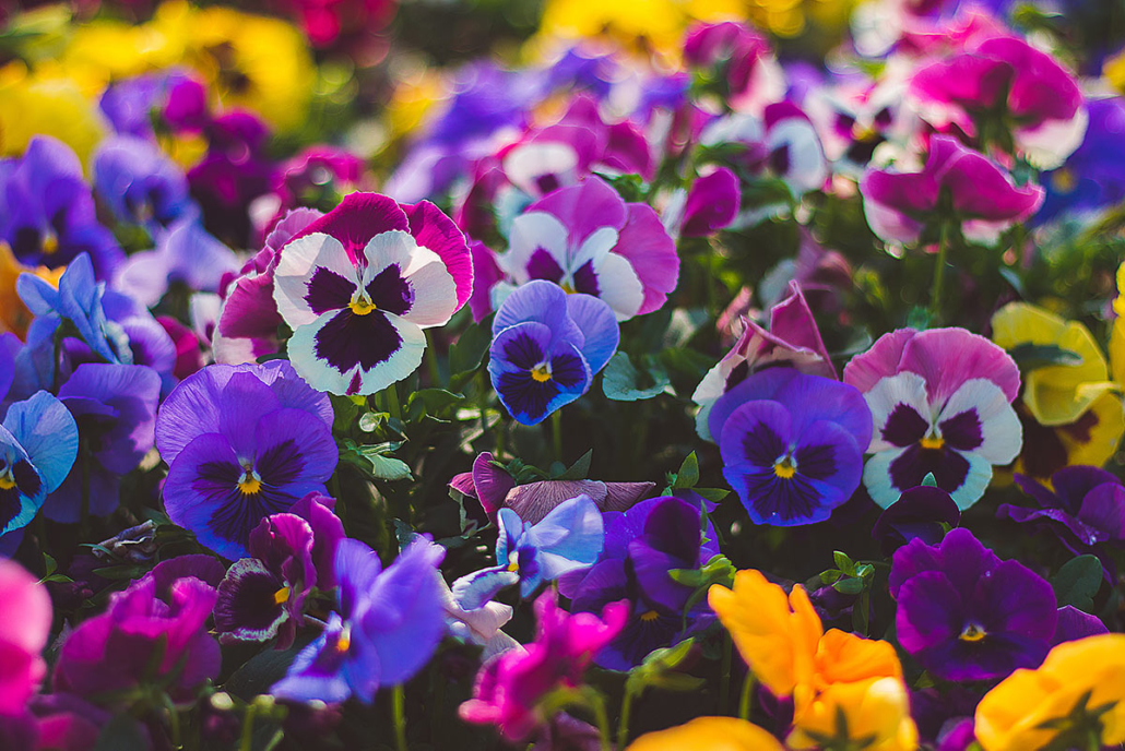 Colorful annual flower beds in full bloom at a South Jersey residential property