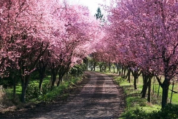 Thundercloud plum tree in spring bloom with light pink flowers and deep purple foliage in South Jersey