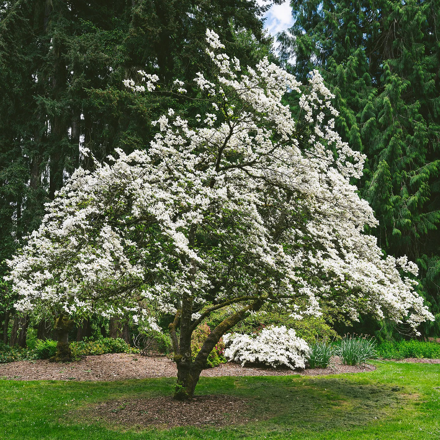 Flowering dogwood tree in bloom in a South Jersey residential landscape, white flowers in spring