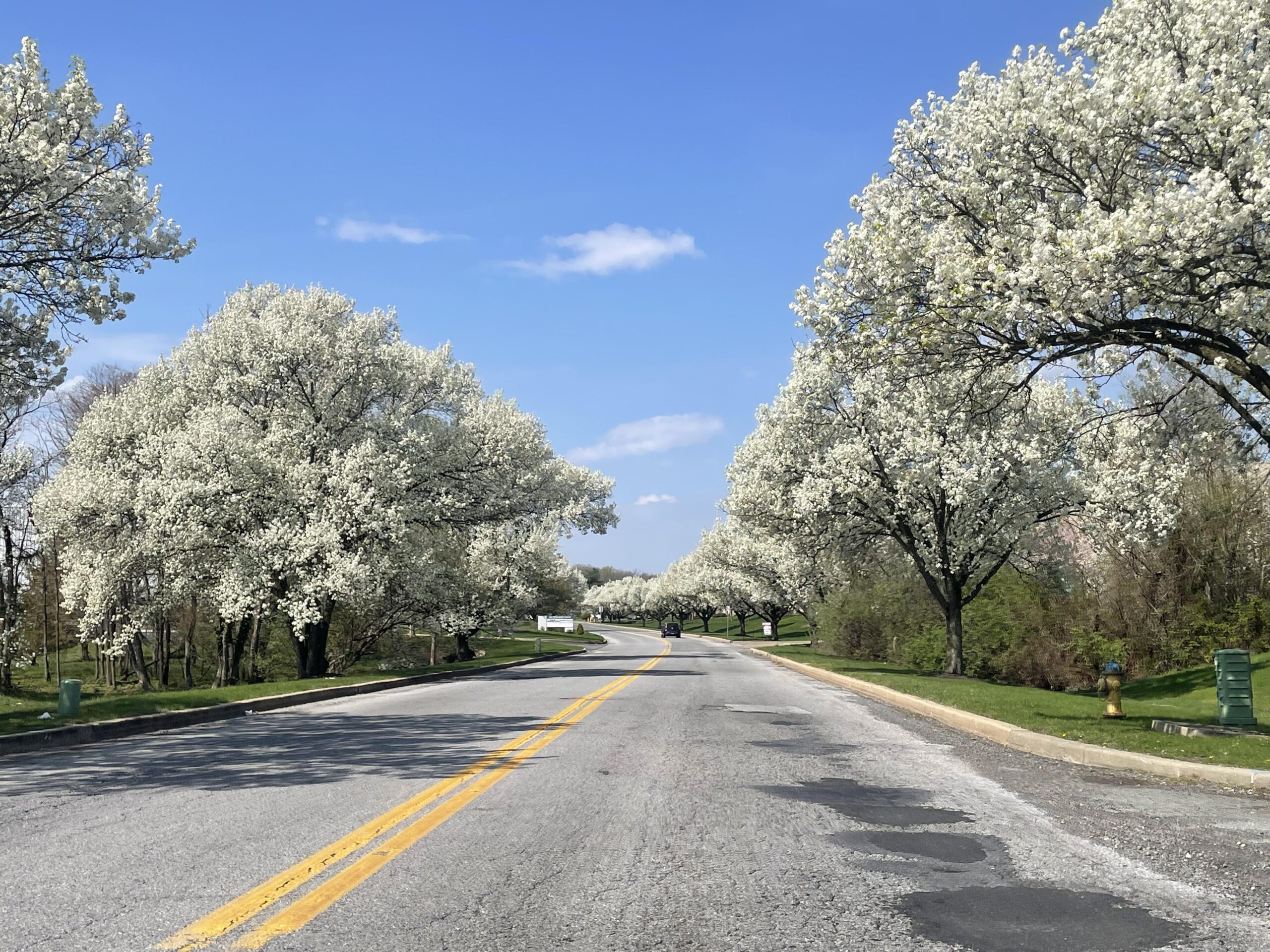 Bradford pear tree covered in white spring flowers along a South Jersey roadside