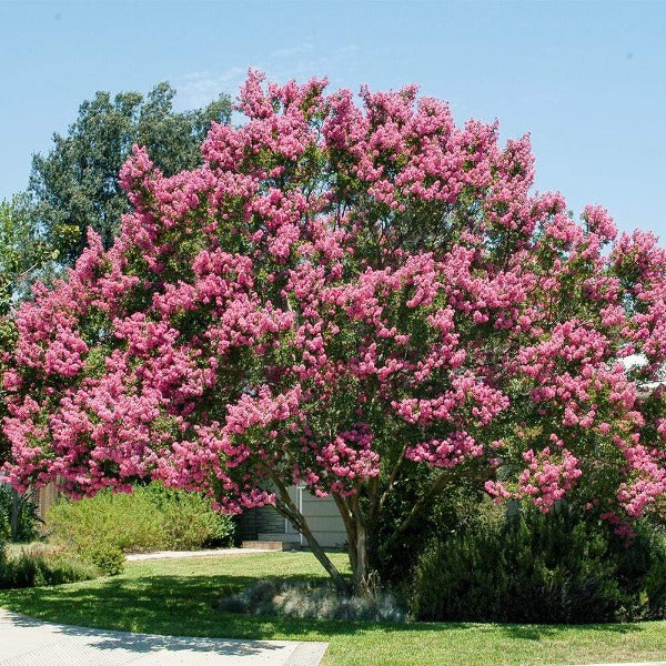 crape myrtle tree in full summer bloom in a South Jersey residential landscape
