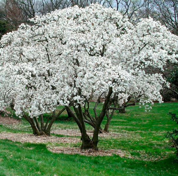 Saucer magnolia tree in bloom with large pink and white flowers in a South Jersey front yard